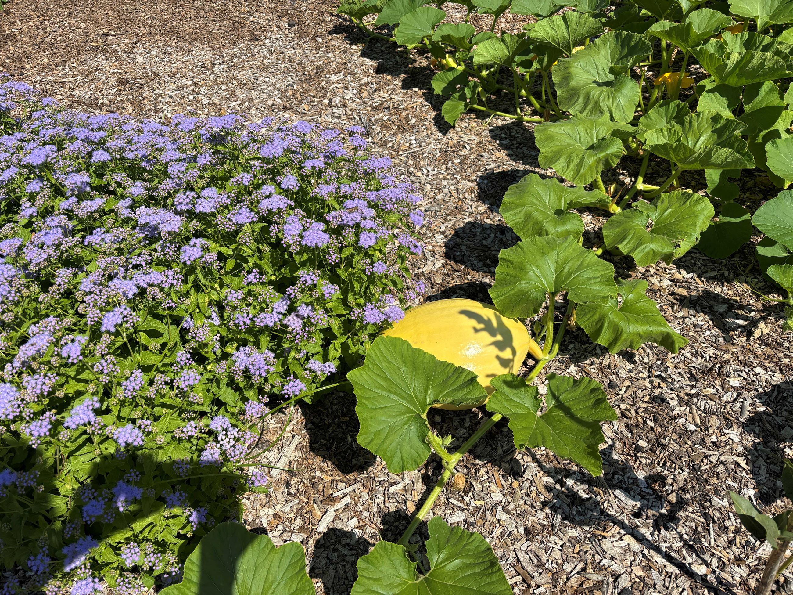 Pollinating Flowers at Wing Haven Pollinator Garden
