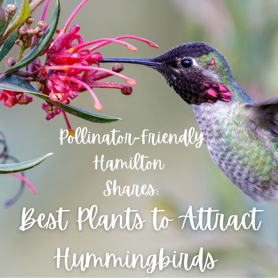 Visit YouTube to view the Best Plants to Attract Hummingbirds video
