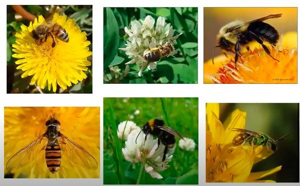 View the Get the Buzz on Bees video