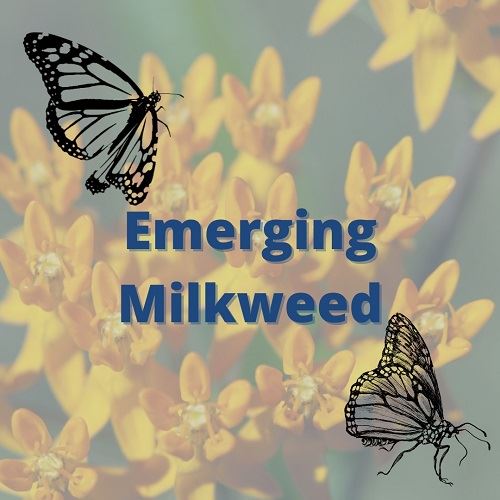 View the Emerging Milkweed video on YouTube