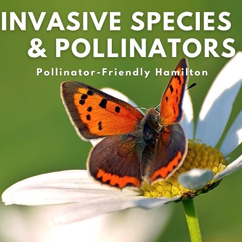 View the Invasive Species and Pollinators video
