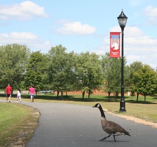 Veterans Park Goose Crossing
