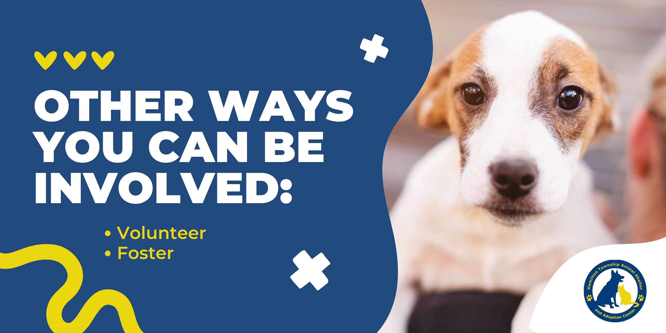 Be Involved with the Animal Shelter by Volunteering or Fostering